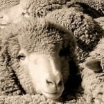 sheep-merino wool